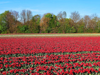 Agriculture - Colorful blooming tulip field