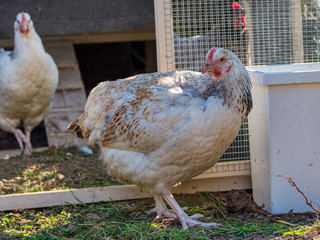 Sussex Chicken leaving Chicken hen house