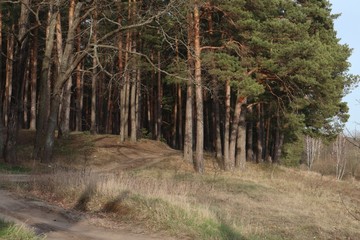 Outskirts of a pine forest in early spring, in sunny weather. Large pine trees on the sand dunes.