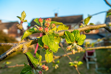 Close up of flower buds on an apple tree in a back garden.