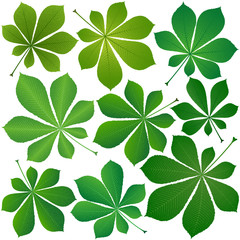 Obraz premium green leaves of chestnut