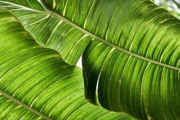 green leaf texture