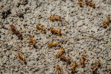 Fire Ants Up Close 