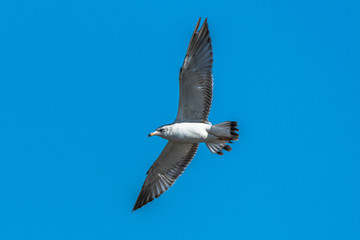 seagull in flight