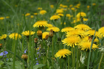 dandelions in the meadow