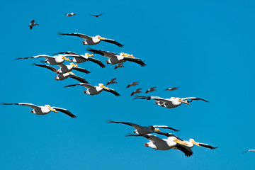 flock of birds