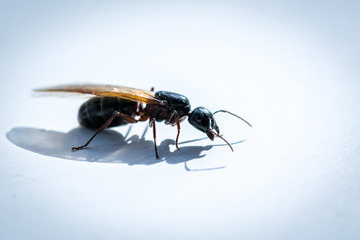 Flying Carpenter Ant Up Close 