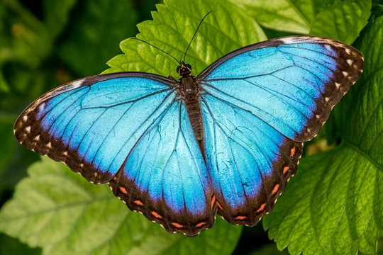 "Morpho Butterfly" Images – Browse 37,970 Stock Photos, Vectors, and