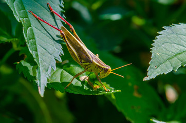 Grasshopper Up Close 