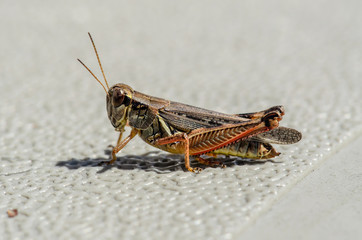 Grasshopper Up Close 