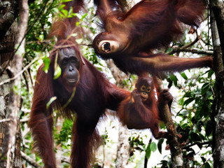 Orangutan family
