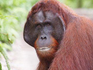 Adult male orangutan- Borneo