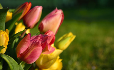 A colorful bouquet of tulips protrudes sideways into the picture against a green background, with space for text