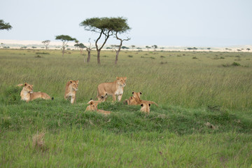 female lion with young lion in savannah