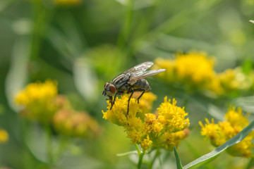 House Fly Up Close 