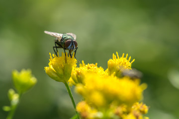 House Fly Up Close 