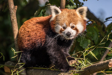 Obraz premium red panda, chester zoo, cheshire, england