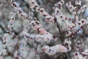 Balmy White-Pink Flowers on Blooming Apricot tree in the Spring time
