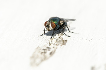 House Fly Up Close 