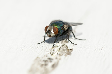 House Fly Up Close 