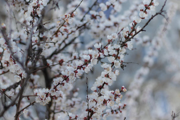 Spring white flowers on an Apricot tree branch.