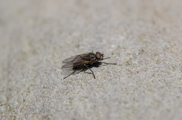 House Fly Up Close 