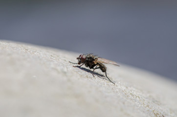 House Fly Up Close 