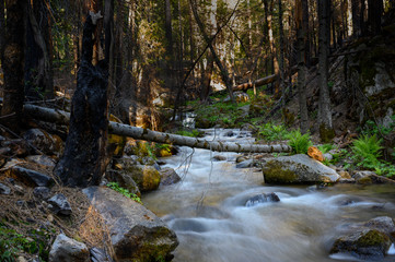 A stream in Yosemite