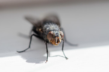House Fly Up Close 