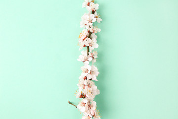 Beautiful Turquoise blue background with spring blossom branches