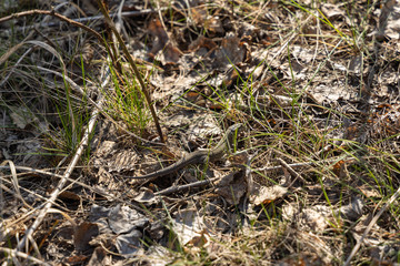 Lizard sitting in the grass