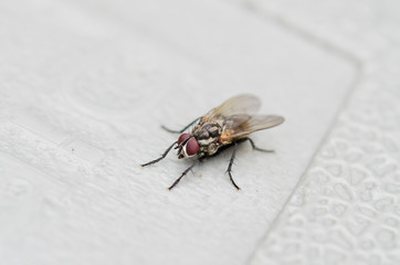 House Fly Up Close 