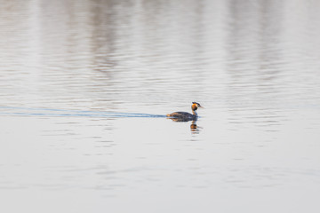 Podiceps cristatus duck swims in a forest lake