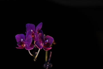 Plakat Orchidee
