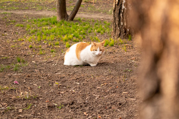 Homeless cats. Cats walk along the street. Cats. 