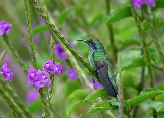 Stern looking male Lesser Violetear hummingbird roosts on green stem