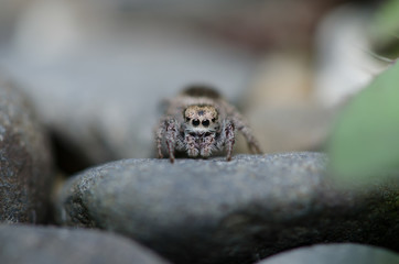 Jumping Spider Up Close 