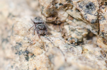 Jumping Spider Up Close 