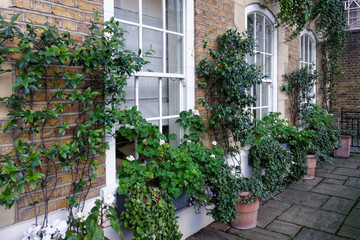 Green plants in pots in front of the old house