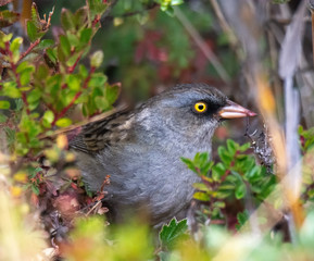 Volcano Junco rips tiny purple fruit from a dark colored woody steam