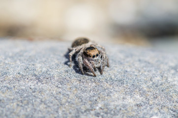 Jumping Spider Up Close 