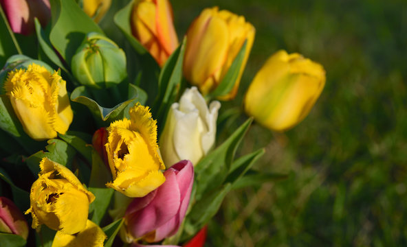 In spring, a colorful bouquet of tulips protrudes sideways into the picture against a green background, with space for text
