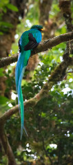 Male Resplendent Quetzal peers over its shoulder and down its long tail feather from a roost high in the jungle canopy - 337486000