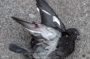 dead dove with a broken bloodied wing