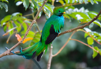Close up of Male Resplendent Quetzal griping small branch for footing with tail feathers draped in a crook
