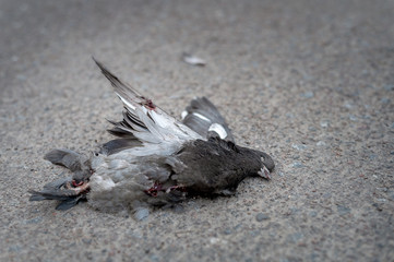 dead dove with a broken bloodied wing