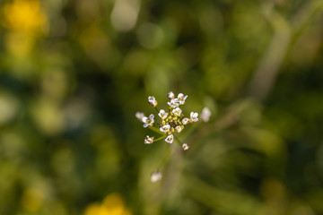 Little white flowers on green grass in spring.