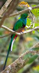 Male Resplendent Quetzal  crouchs between two branches with crest feather upraised - 337486264