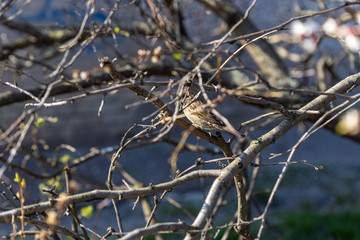 Sparrow among the branches on a bush.