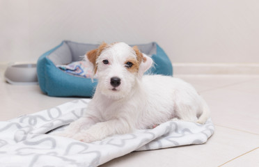 Obraz premium puppy, dog, white Terrier Jack Russell lying on a white blanket on the floor in the room, pet